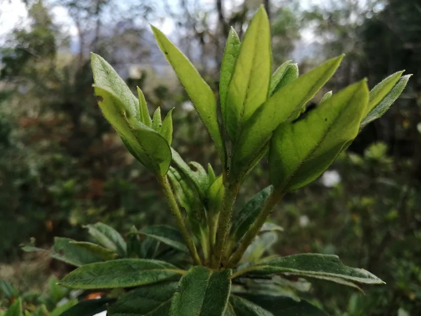 rhododendron pulchrum plant showing characteristic features