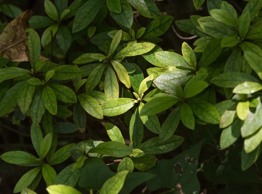 rhododendron pulchrum plant showing characteristic features