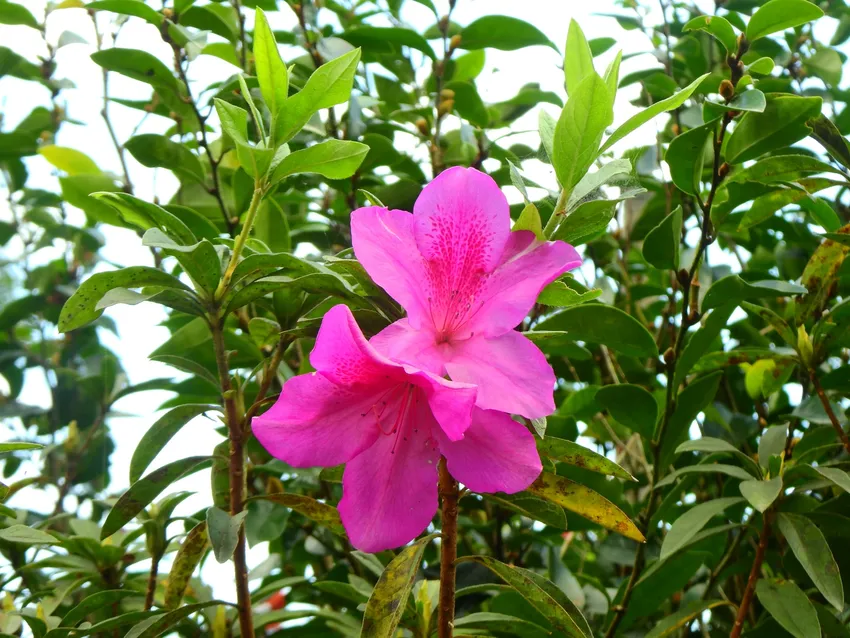 rhododendron pulchrum plant showing characteristic features