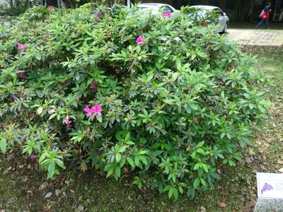 thumbnail rhododendron pulchrum