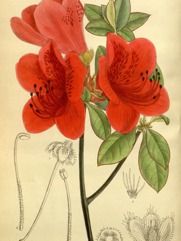rhododendron scabrum plant showing characteristic features