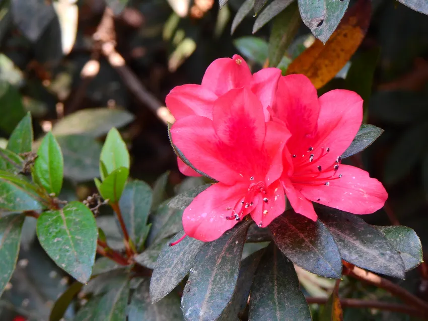 rhododendron scabrum plant showing characteristic features