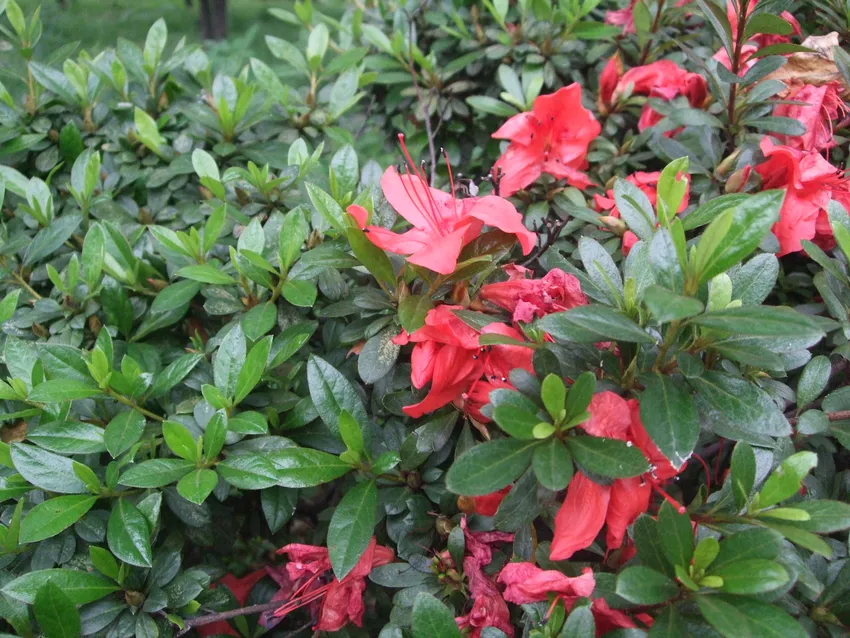 rhododendron scabrum plant showing characteristic features