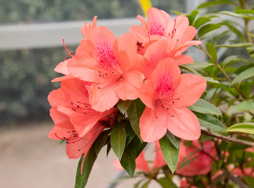 rhododendron scabrum plant showing characteristic features