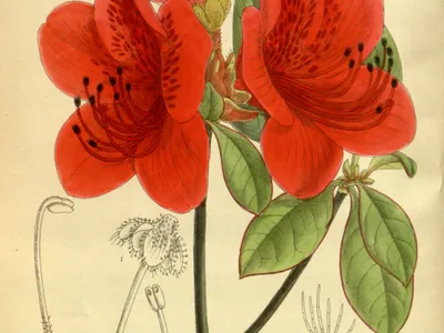 thumbnail rhododendron scabrum