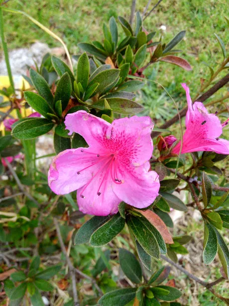 rhododendron simsii plant showing characteristic features