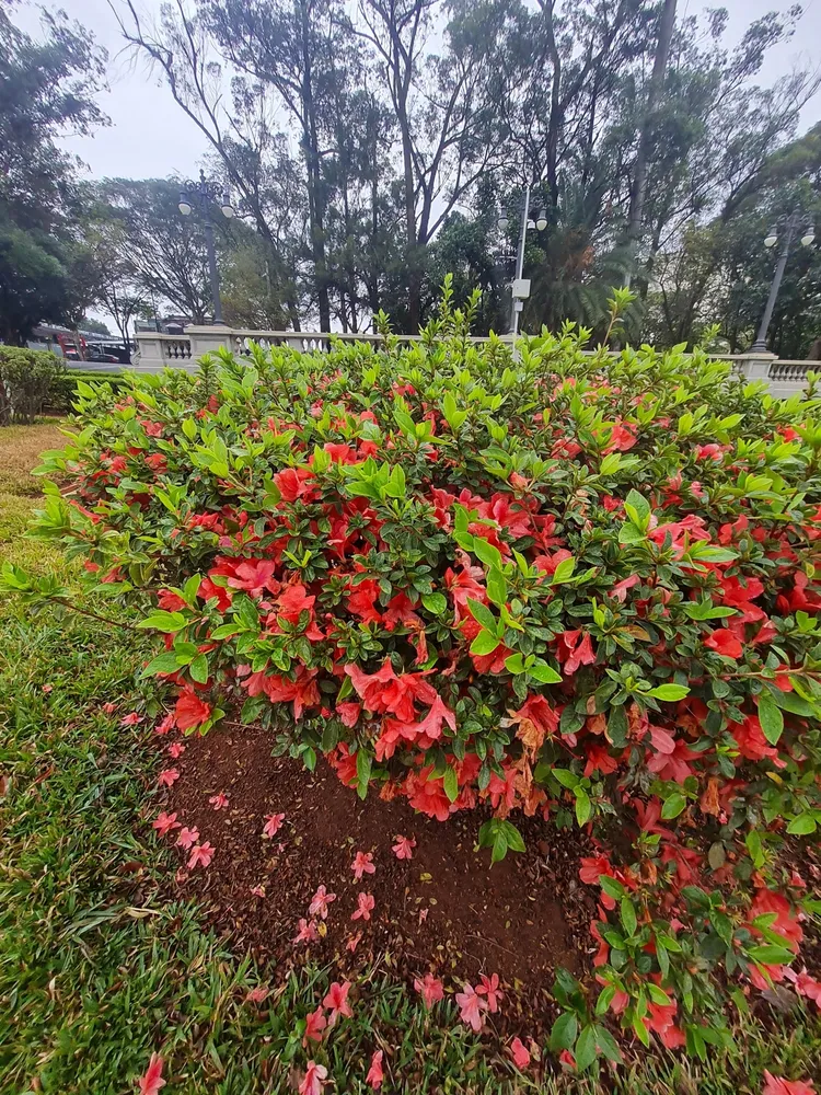 rhododendron simsii plant showing characteristic features