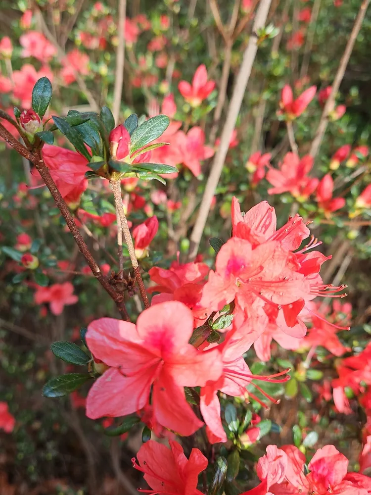 rhododendron simsii plant showing characteristic features