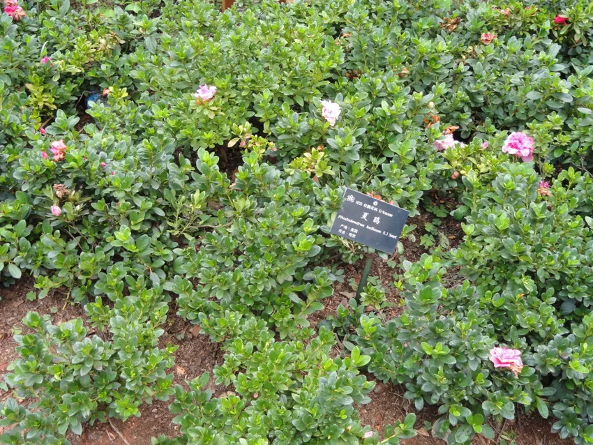rhododendron simsii plant showing characteristic features
