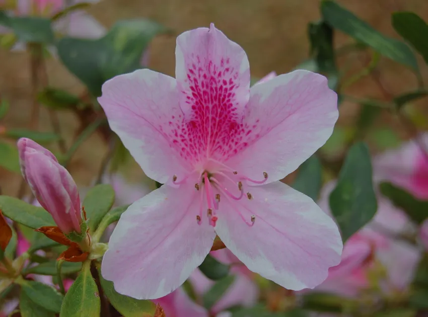rhododendron simsii plant showing characteristic features
