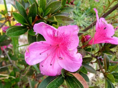 thumbnail rhododendron simsii