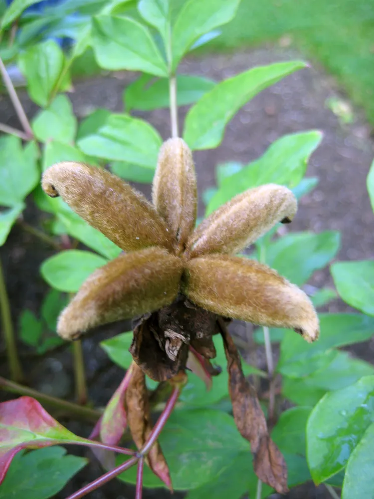 rohdea japonica plant showing characteristic features