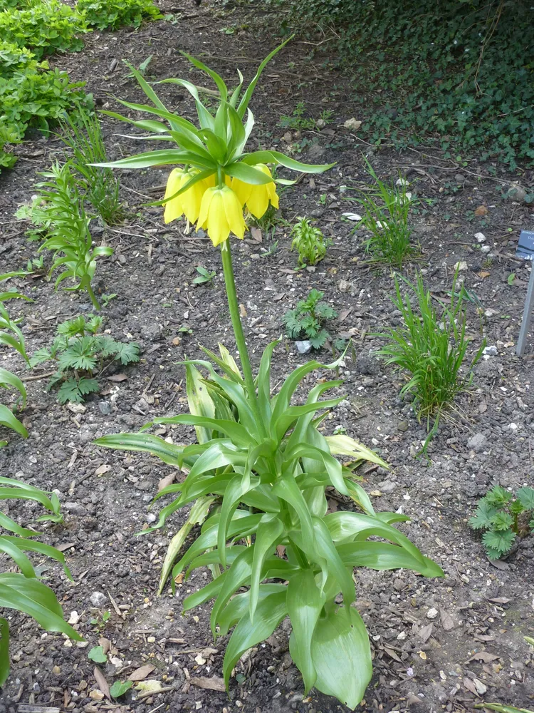 rohdea japonica plant showing characteristic features