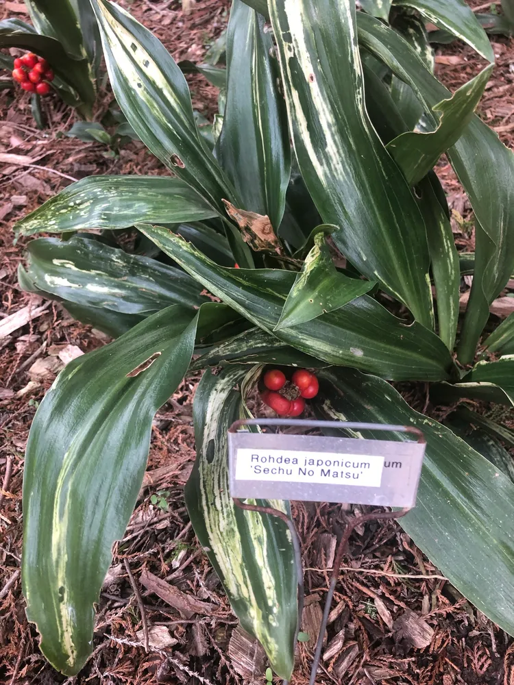 rohdea japonica plant showing characteristic features