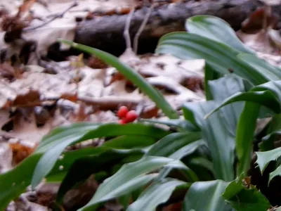 thumbnail rohdea japonica