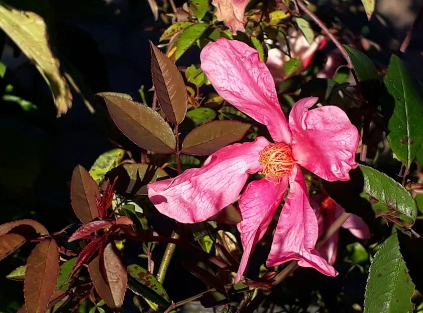 rosa chinensis plant showing characteristic features