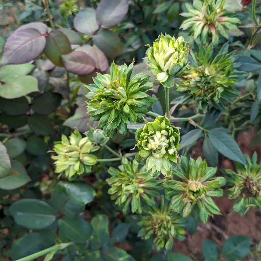 rosa chinensis plant showing characteristic features