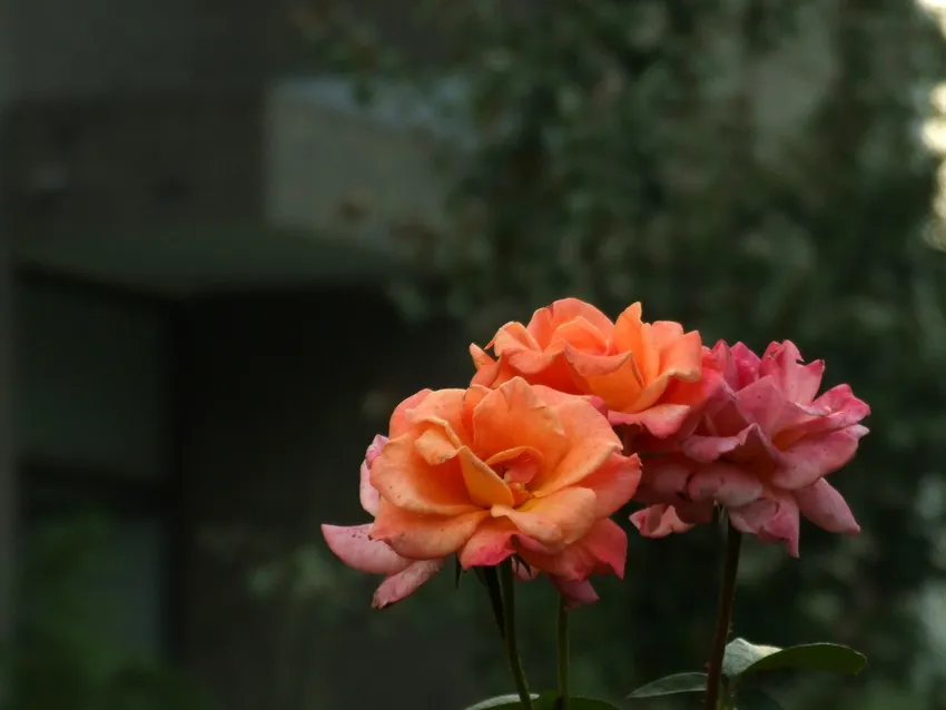 rosa chinensis plant showing characteristic features