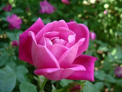 thumbnail rosa chinensis