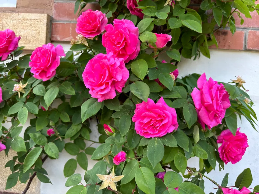 rosa damascena plant showing characteristic features