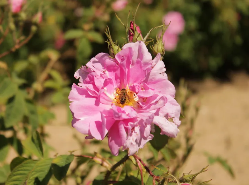 rosa damascena plant showing characteristic features