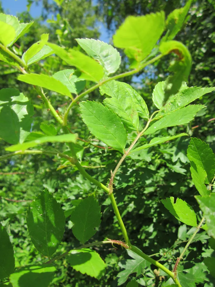 rosa multiflora plant showing characteristic features