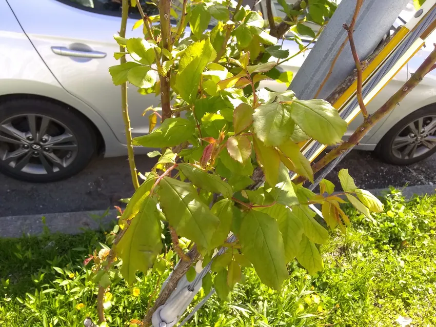 rosa multiflora plant showing characteristic features