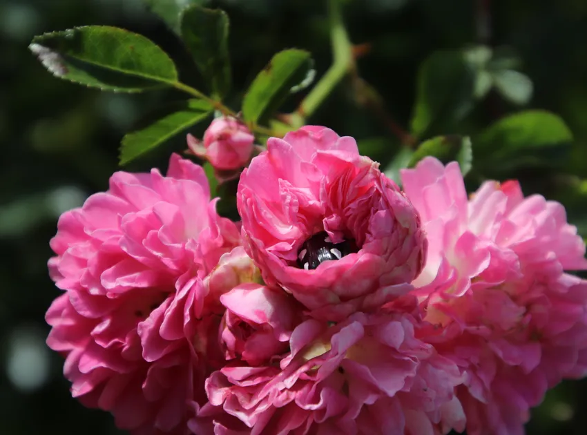 rosa multiflora plant showing characteristic features
