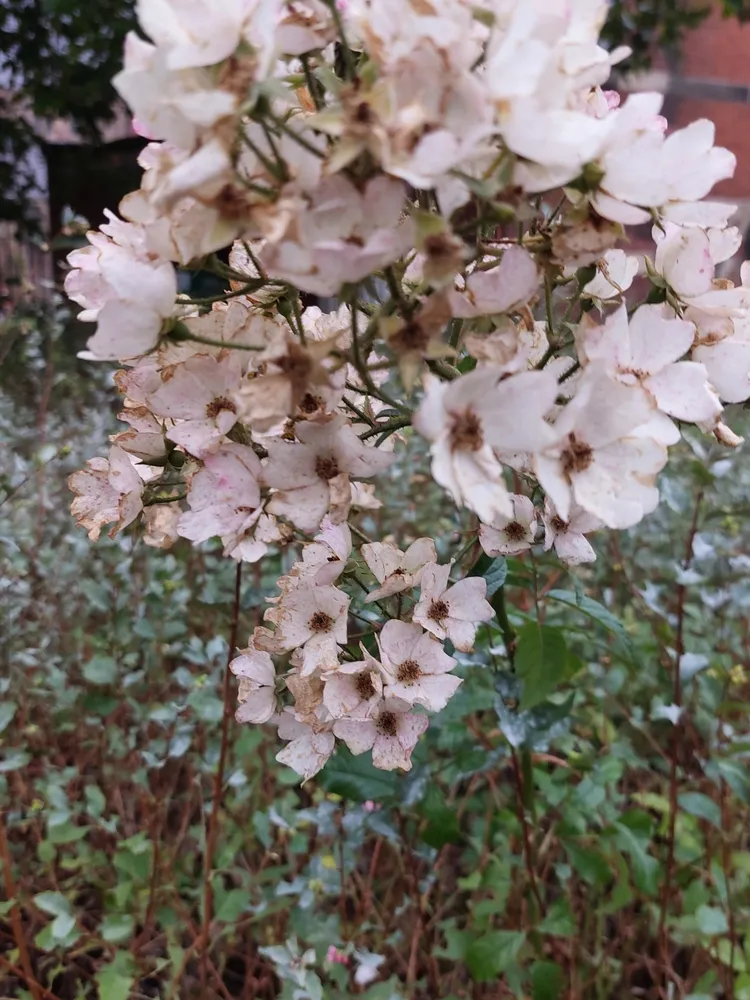 rosa multiflora plant showing characteristic features