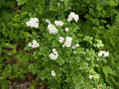 thumbnail rosa multiflora
