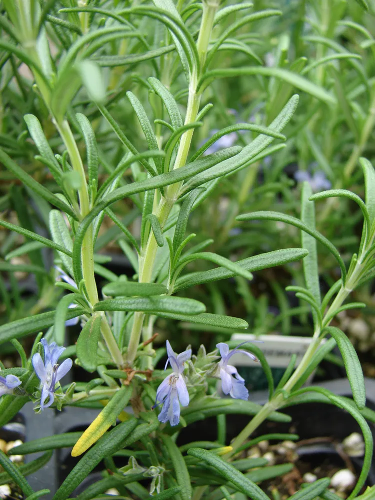 salvia rosmarinus plant showing characteristic features