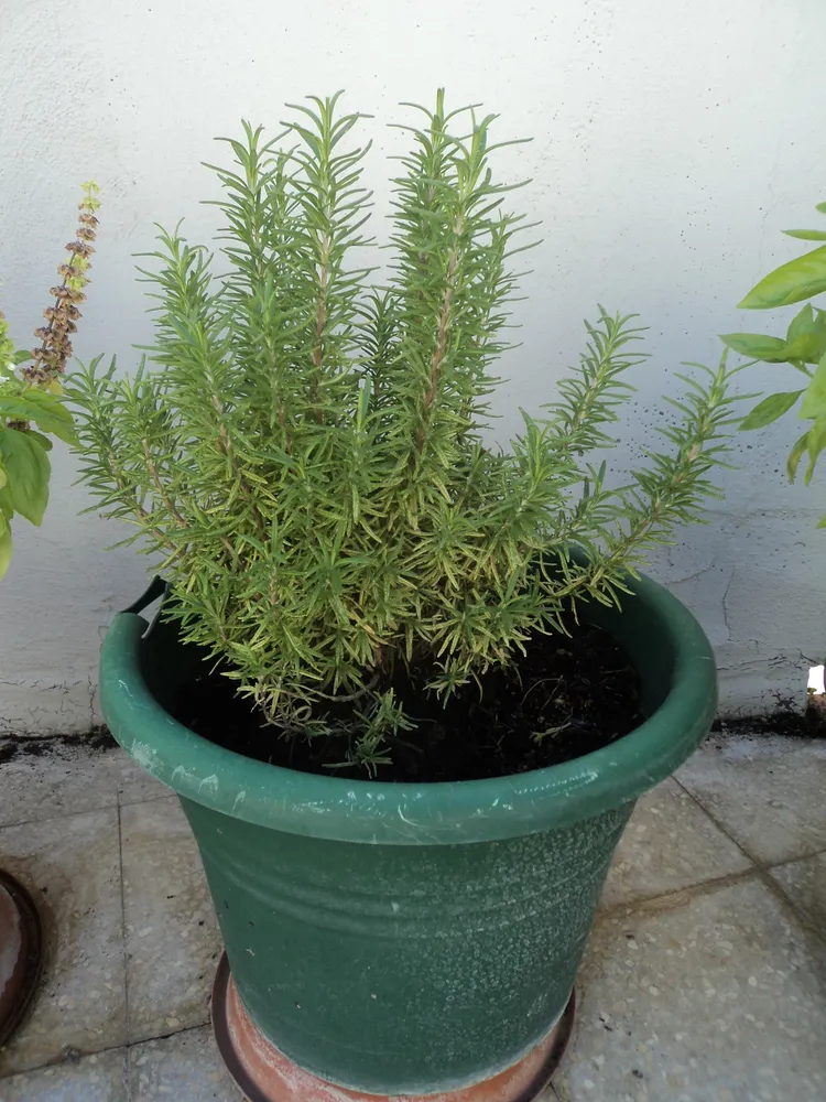 salvia rosmarinus plant showing characteristic features