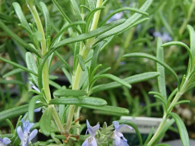 thumbnail salvia rosmarinus