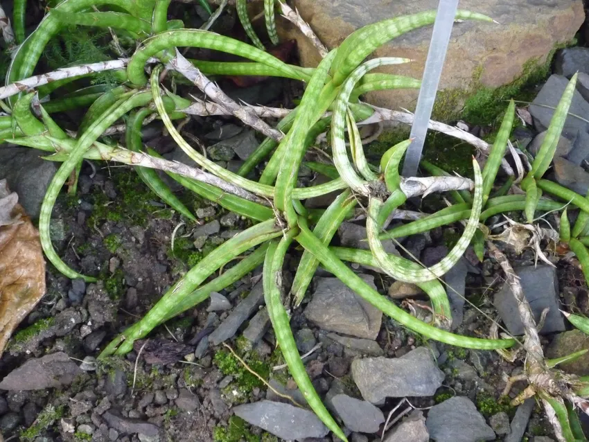 sansevieria ballyi plant showing characteristic features