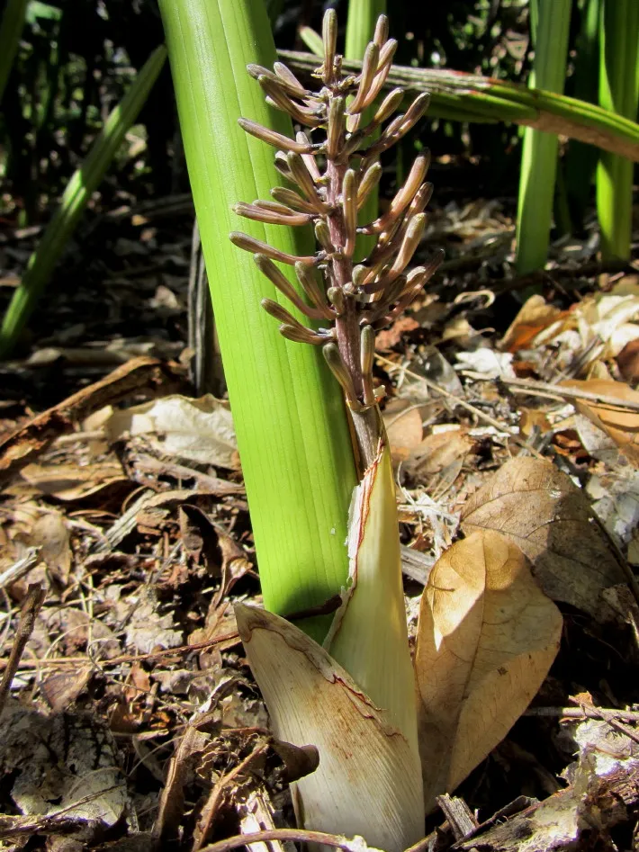 sansevieria canaliculata plant showing characteristic features