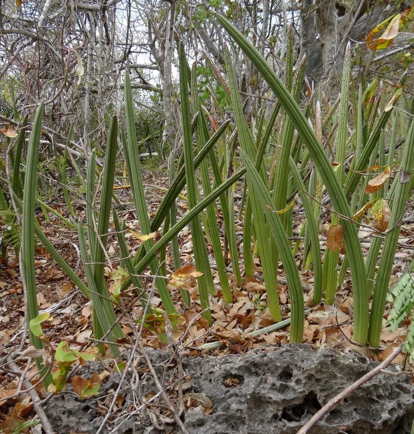 sansevieria canaliculata plant showing characteristic features