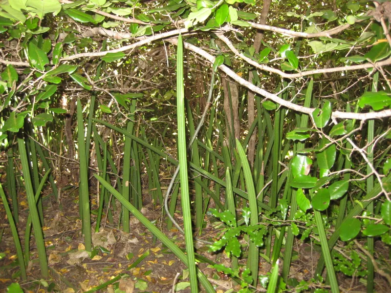 sansevieria canaliculata plant showing characteristic features