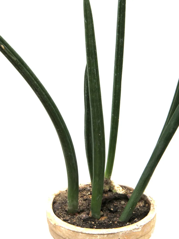 sansevieria canaliculata plant showing characteristic features