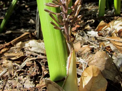 sansevieria canaliculata thumbnail