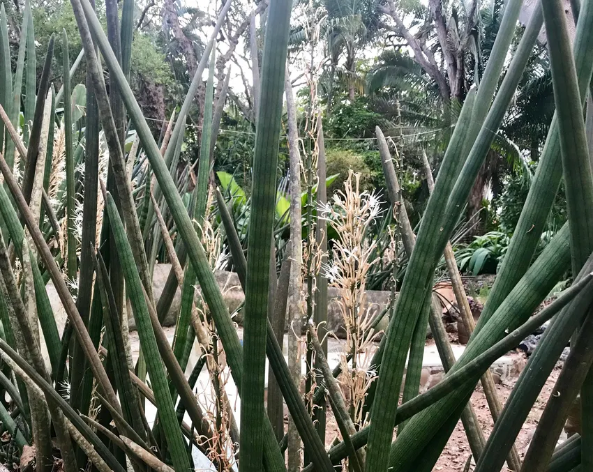 sansevieria cylindrica plant showing characteristic features