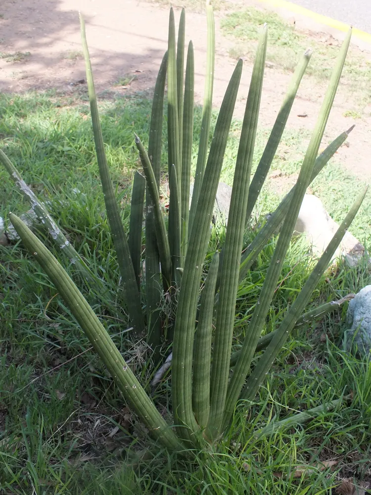 sansevieria cylindrica plant showing characteristic features