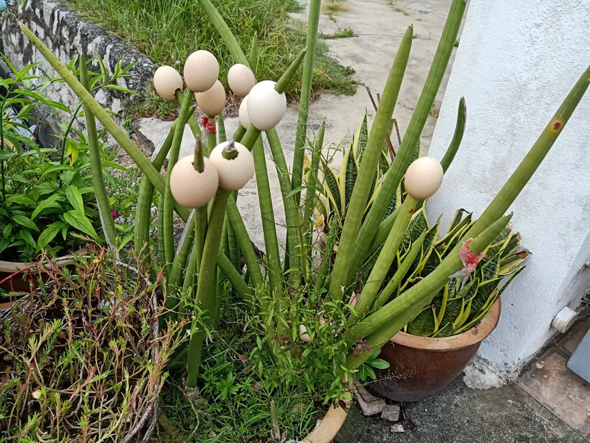 sansevieria cylindrica plant showing characteristic features