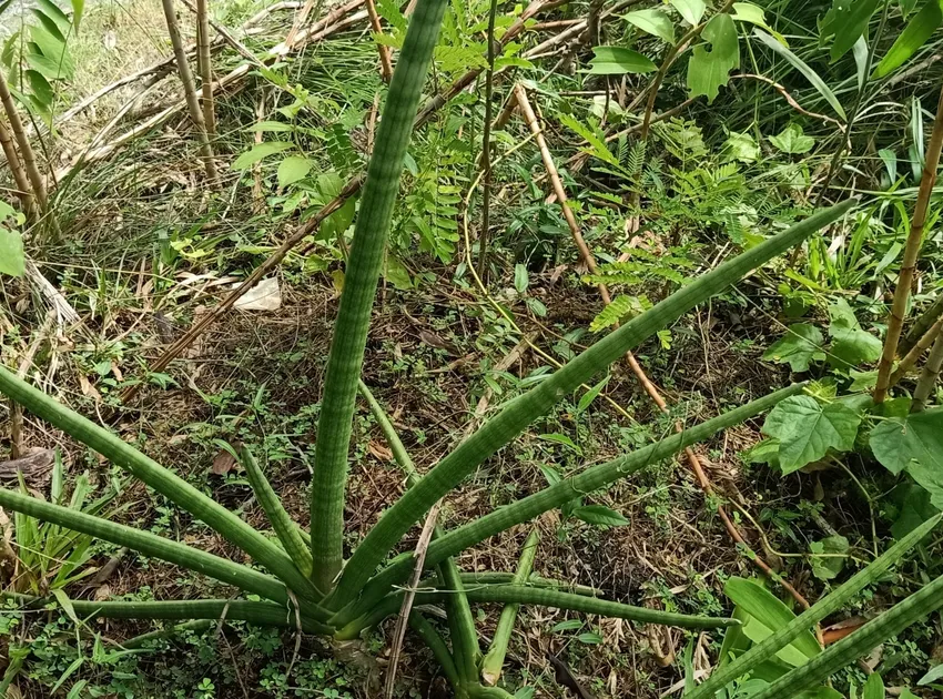 sansevieria cylindrica plant showing characteristic features