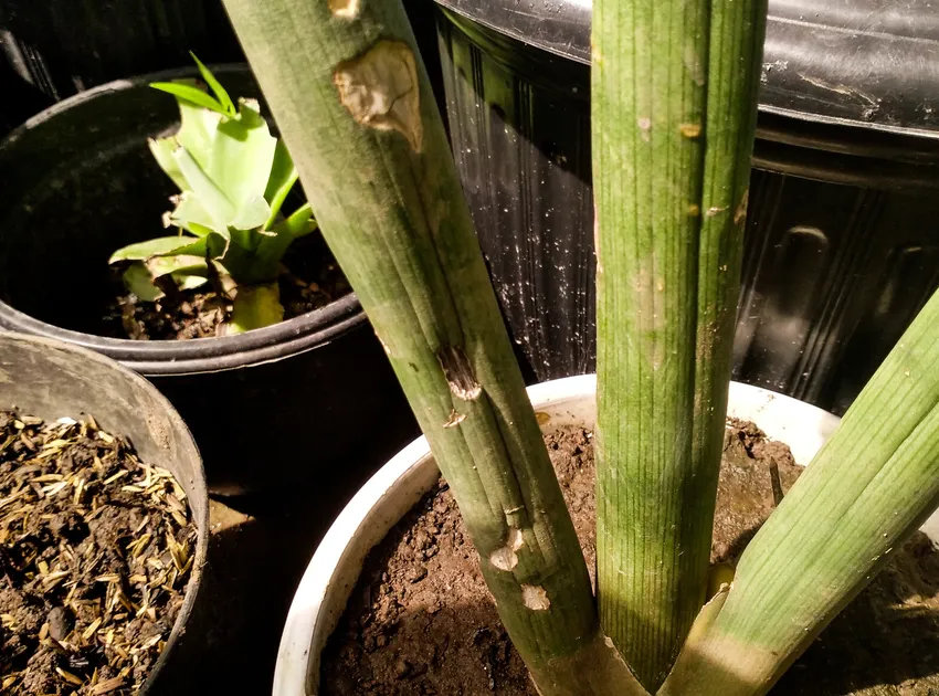 Plante sansevieria cylindrica montrant ses caractéristiques typiques