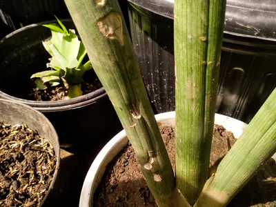 sansevieria cylindrica thumbnail