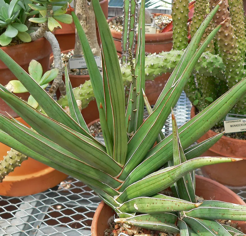 sansevieria ehrenbergii plant showing characteristic features