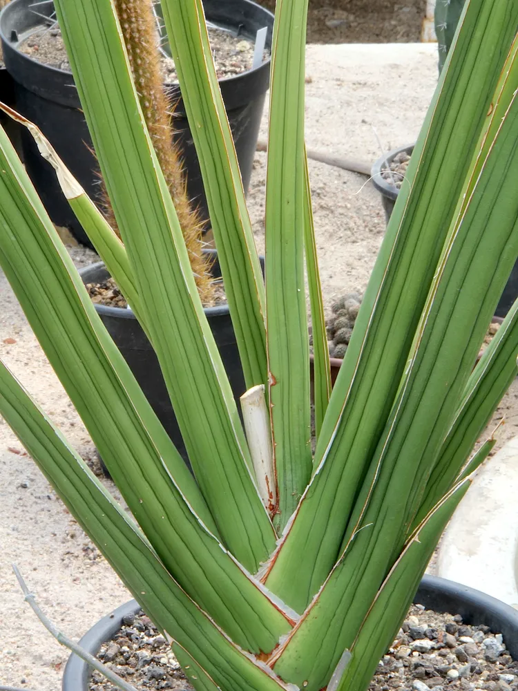 sansevieria ehrenbergii plant showing characteristic features