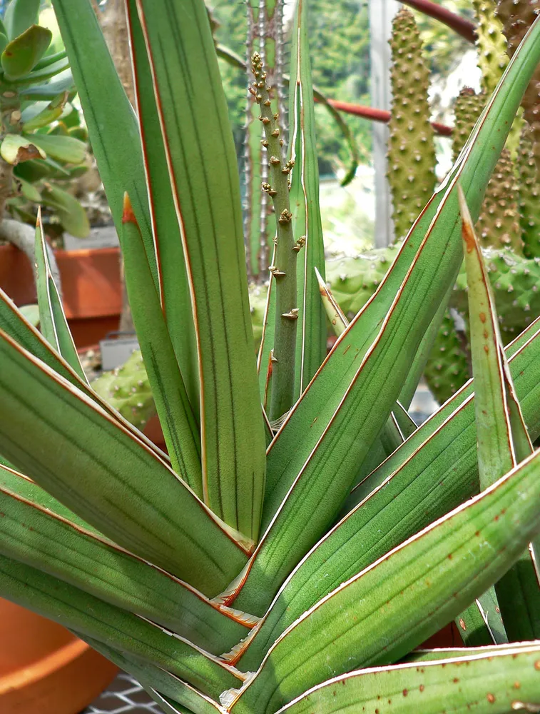 sansevieria ehrenbergii plant showing characteristic features