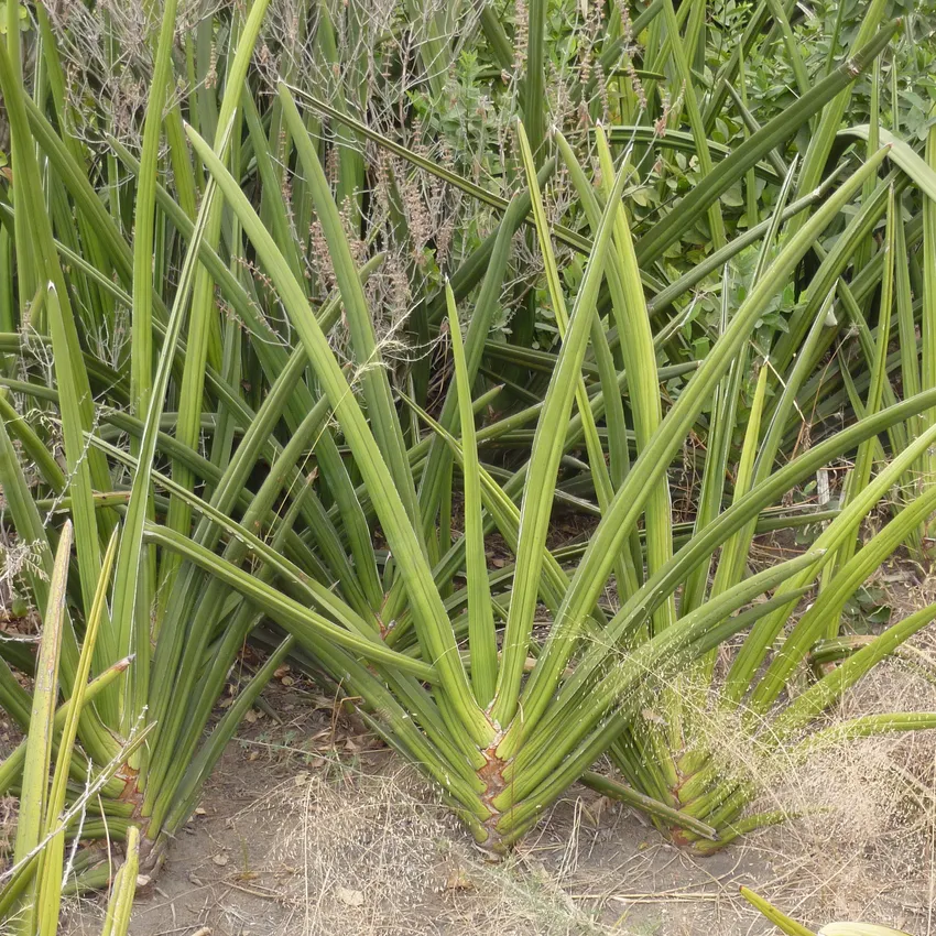 sansevieria ehrenbergii plant showing characteristic features