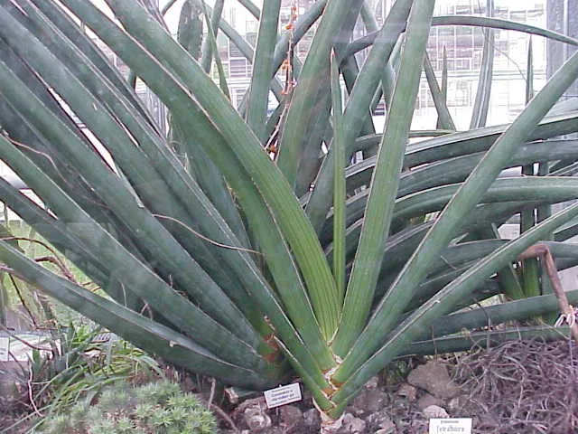 sansevieria ehrenbergii plant showing characteristic features